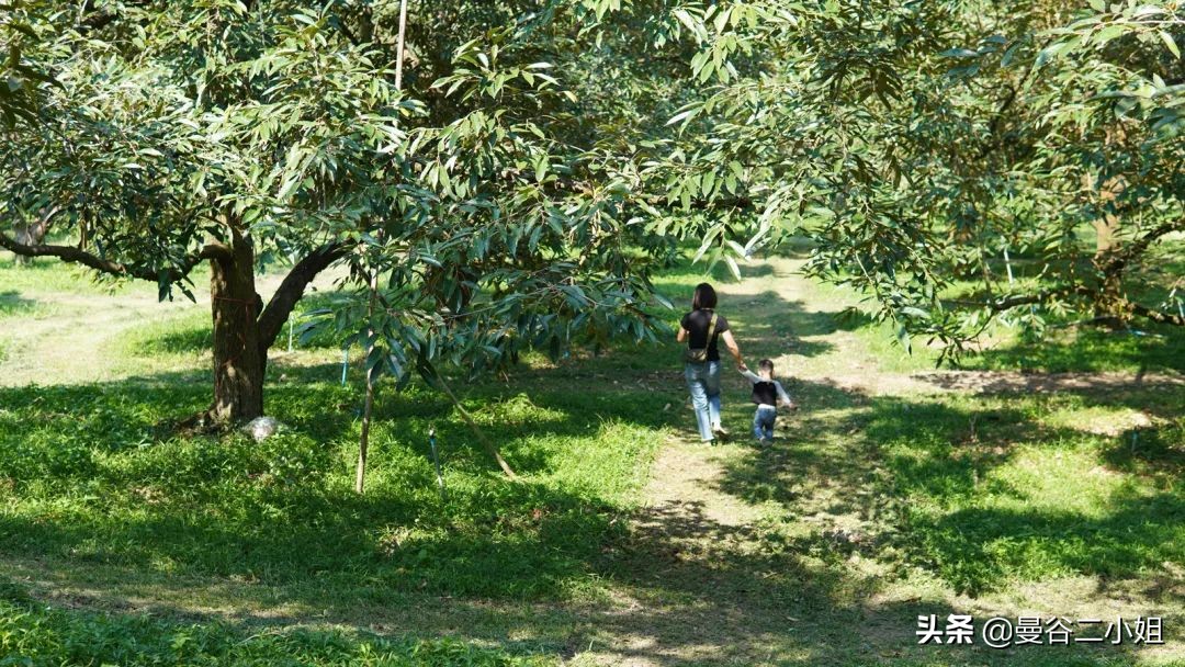 榴莲园带你看越南最美的榴莲,去泰国榴莲园里摘榴莲