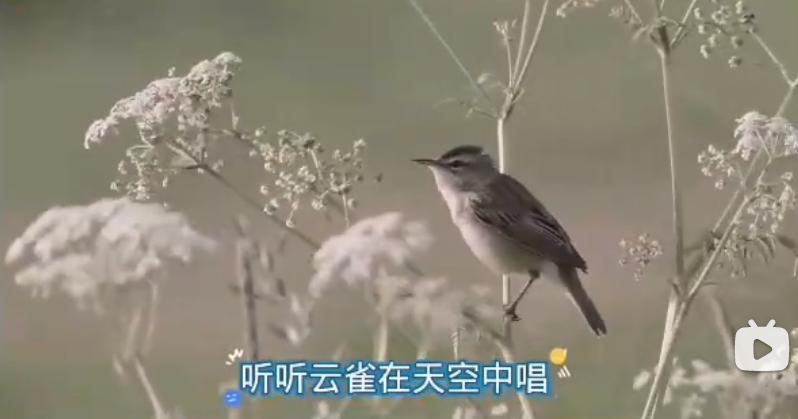 舒伯特的音乐创作与风格有哪些,舒伯特艺术歌曲的创作风格
