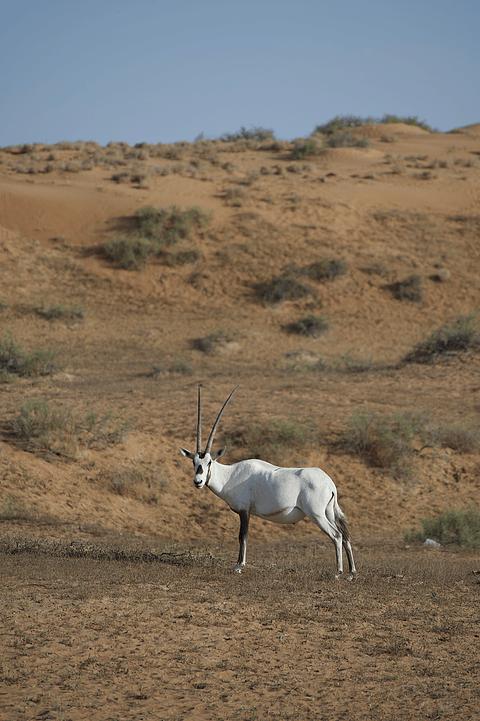 阿联酋丽思卡尔顿,阿联酋野奢帐篷