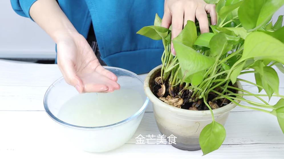 洗米水清洁方法,洗米水一定要洗清吗