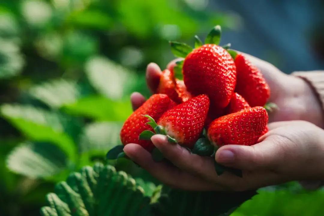 藏马山阿朵花屿攻略冬季,春节假期阿朵花屿攻略