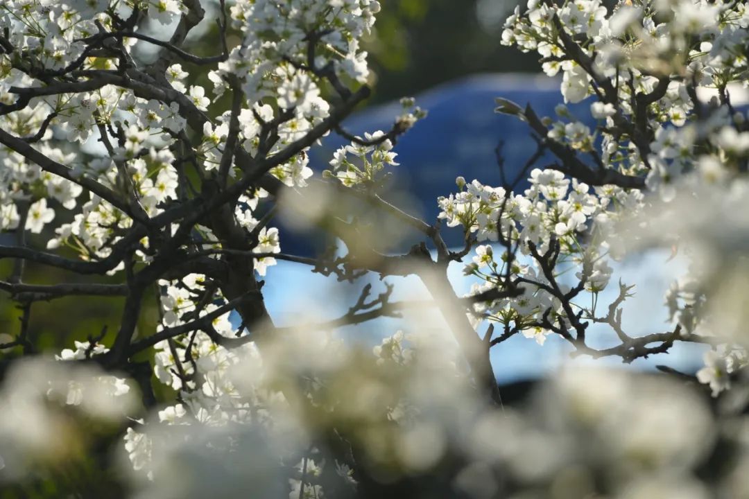 成都市区现实版桃花源记在哪里,成都公交可达的古镇