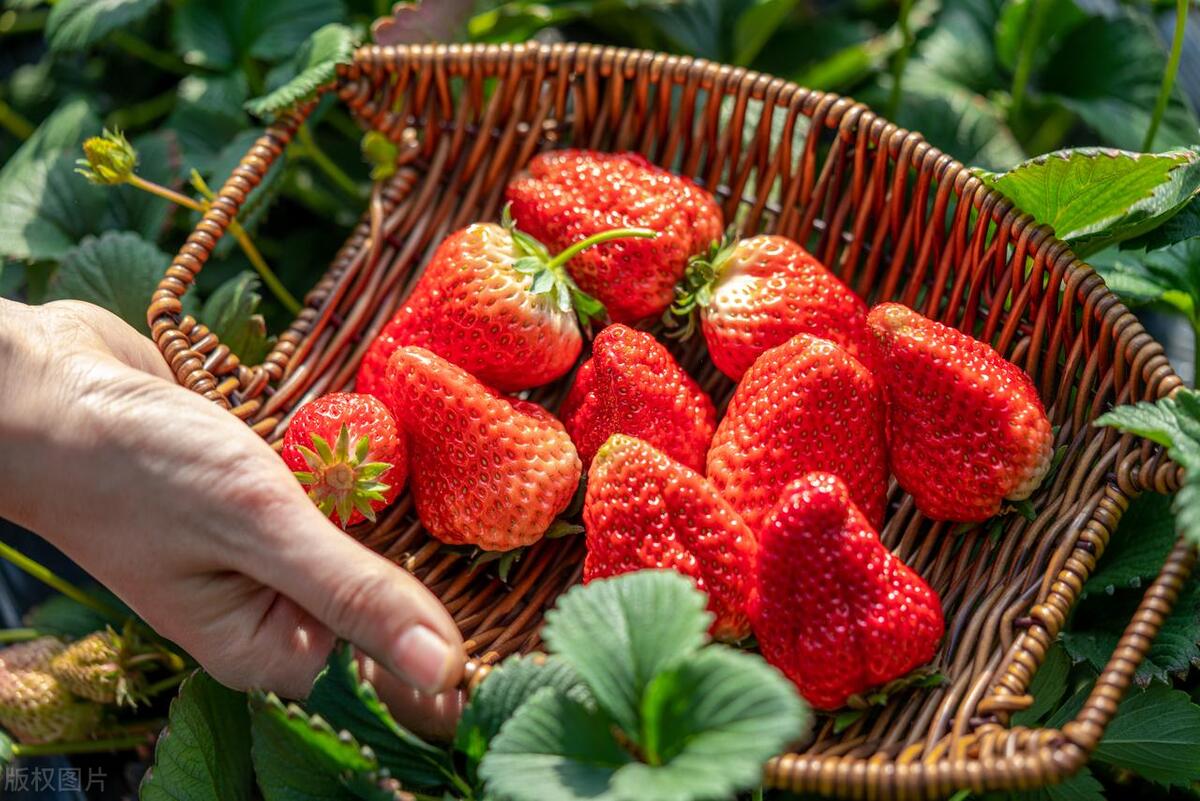 健康夏日营养水果,十种美味水果留住水嫩肌肤