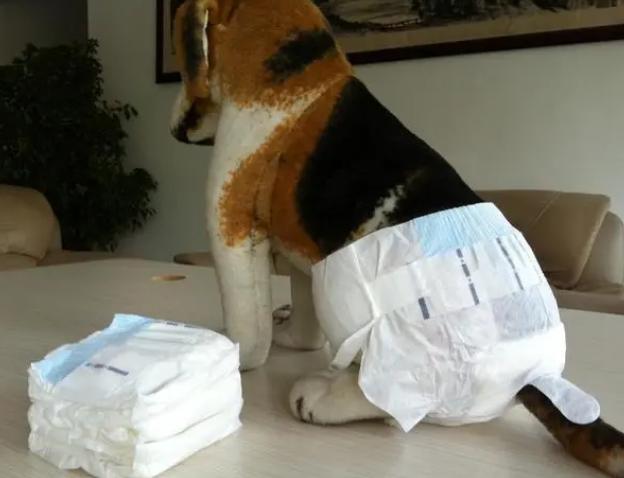 狗狗会来大姨妈吗？