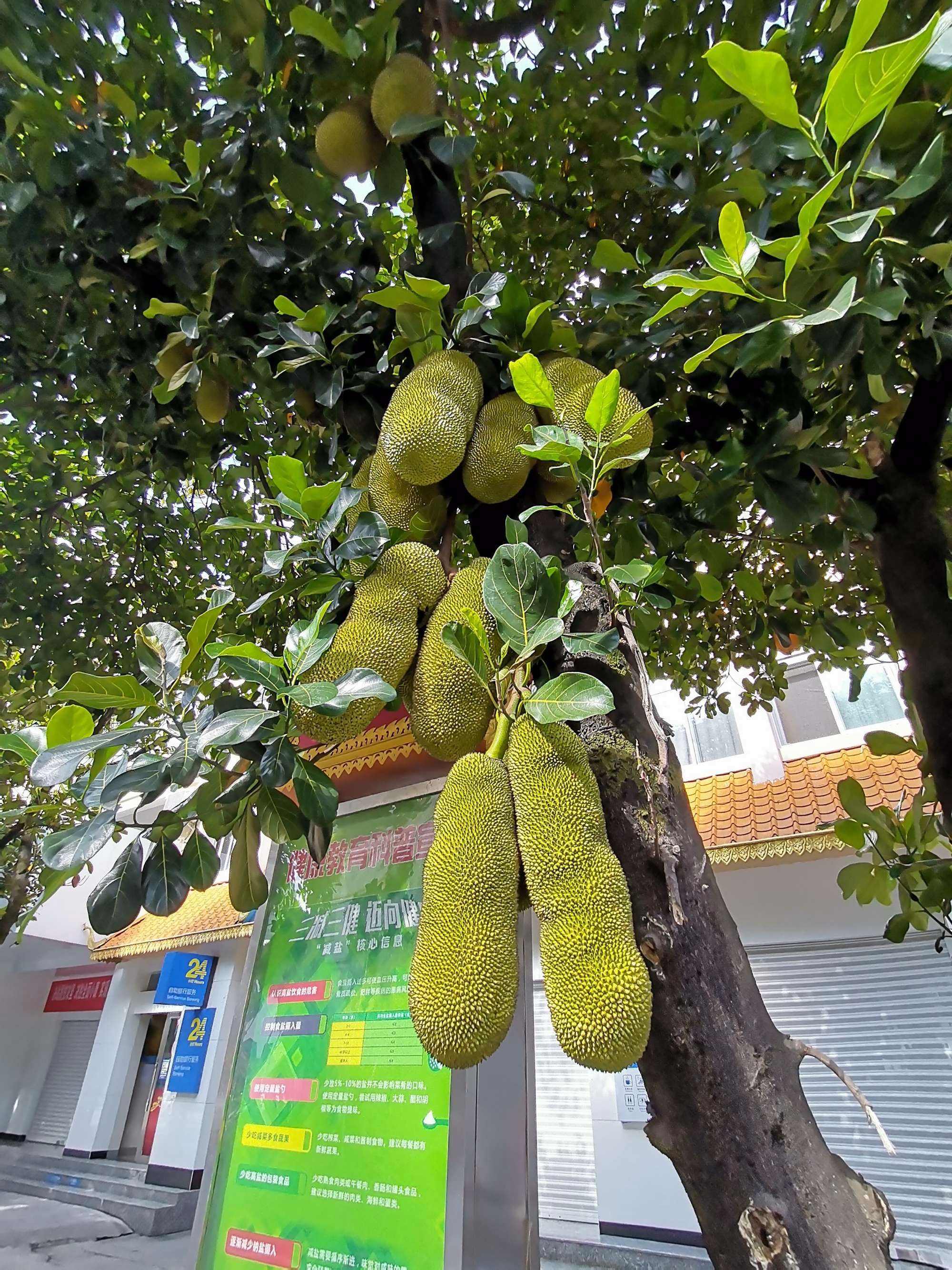 夏天了,绿化带水果纷纷成熟,吃货犯难了,这些免费水果能吃吗?