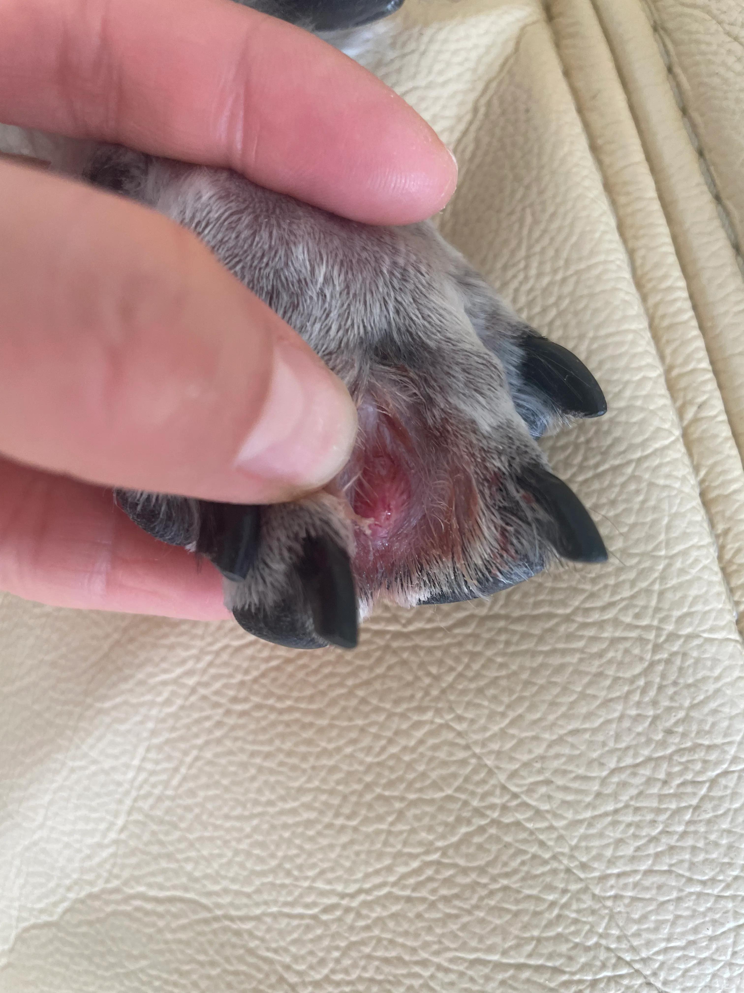 狗子生病了,狗子生病了用什么药好得快