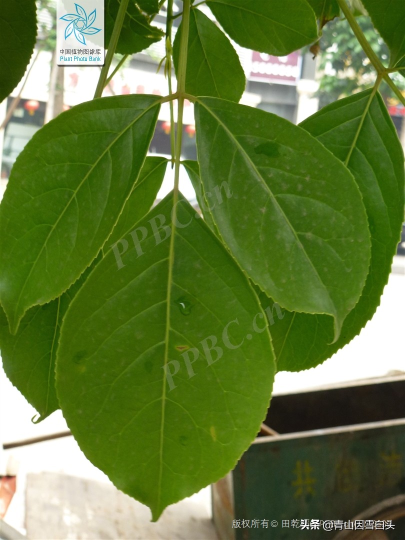 秋枫八角枫,八角枫与秋枫