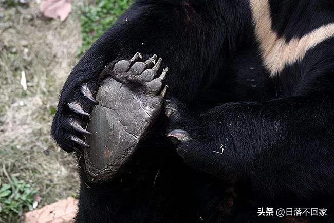 北大荒往事：猎人邻居姜叔同我讲猎杀黑熊，一个细节让他放下*器武**