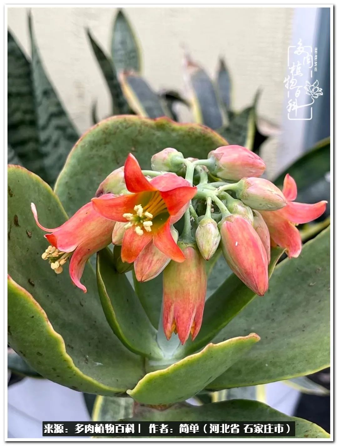 自从养了多肉以后视频,养多肉治愈生活中的疲惫和琐碎