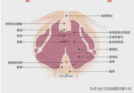 50岁妈妈漏尿厉害盆底肌能修复吗,50岁女人盆底漏尿怎么治