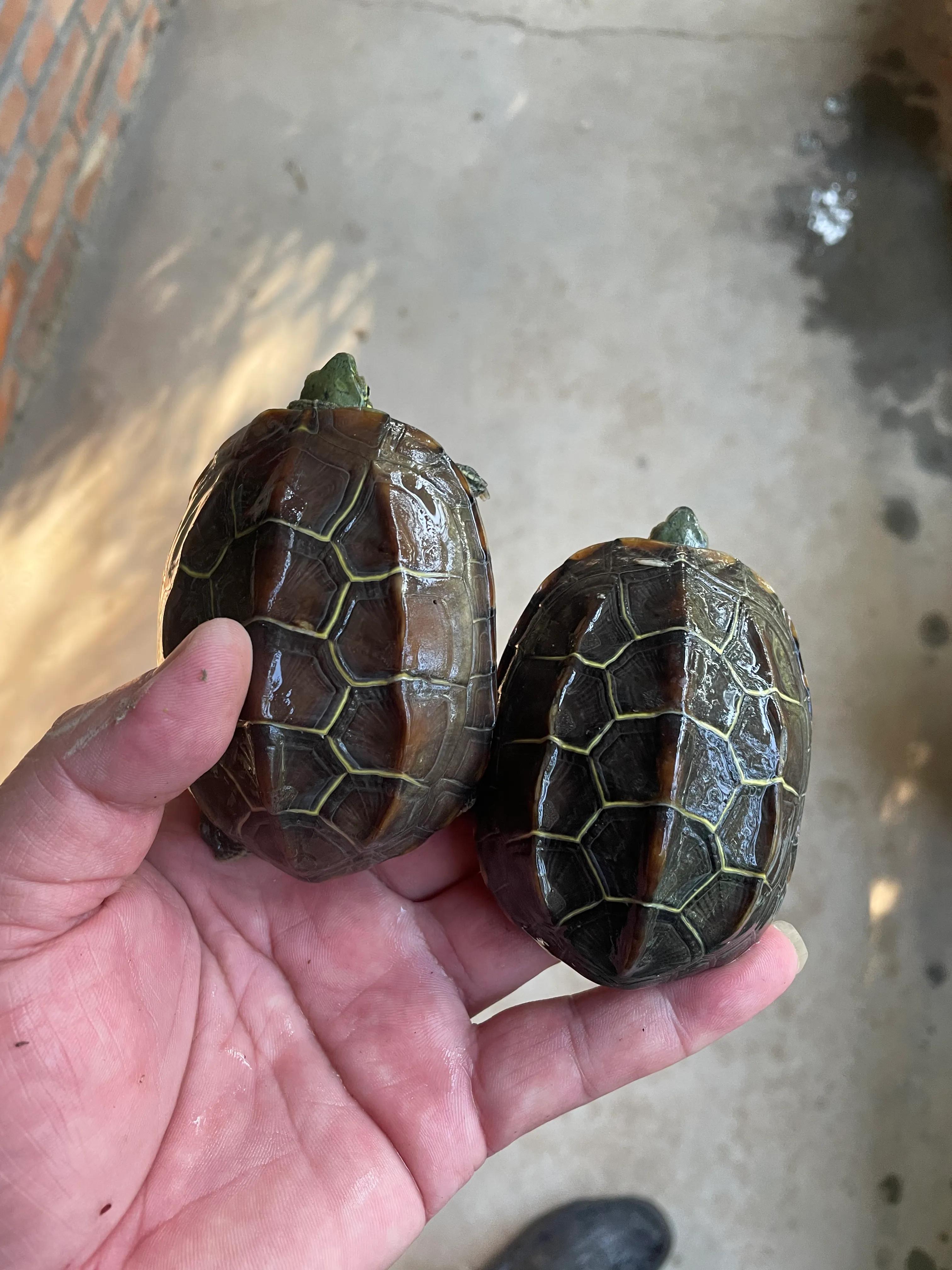 神奇的乌龟绘本故事,神奇的乌龟小视频