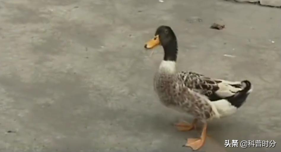 13年广西发现神奇鸭子，只给美女按摩能懂人话，禁提“煲汤”二字
