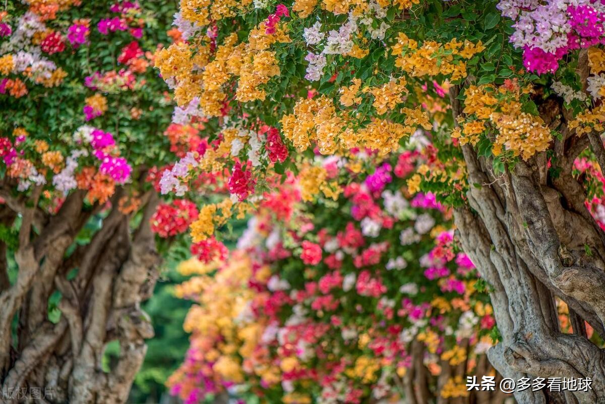 鎺㈣浜氭床鑺遍兘鏄嗘槑鏂楀崡椴滆姳灏忛晣,椴滆姳灏忛晣涔嬫梾