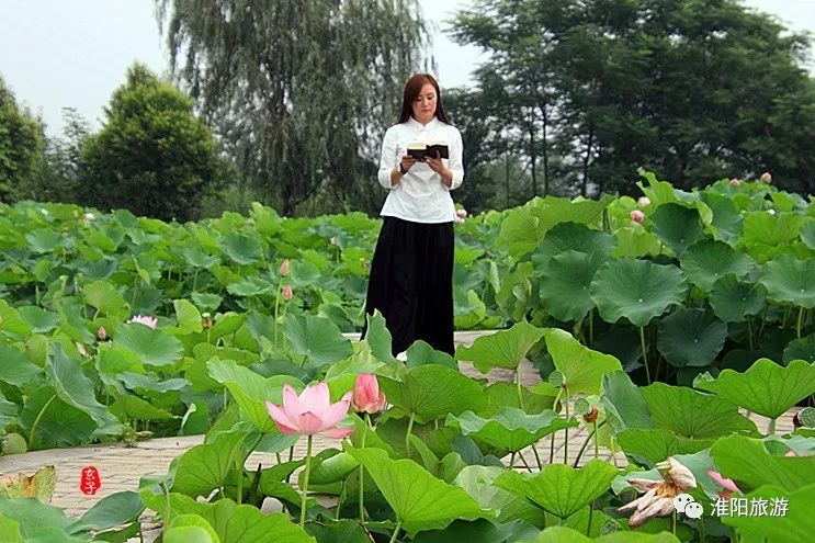 淮阳龙湖赏荷花的季节,淮阳观赏荷花的地方在哪里
