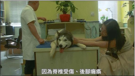 给狗做针灸的视频,带狗去针灸