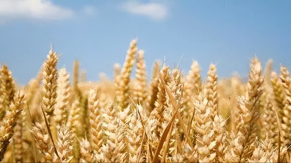 大麦生长的养分,大麦的生长期分为哪几个阶段