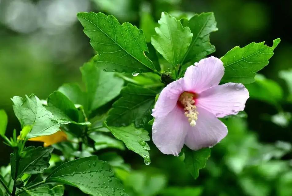 古代人洗发用的皂角是什么,古代人用什么洗发养发