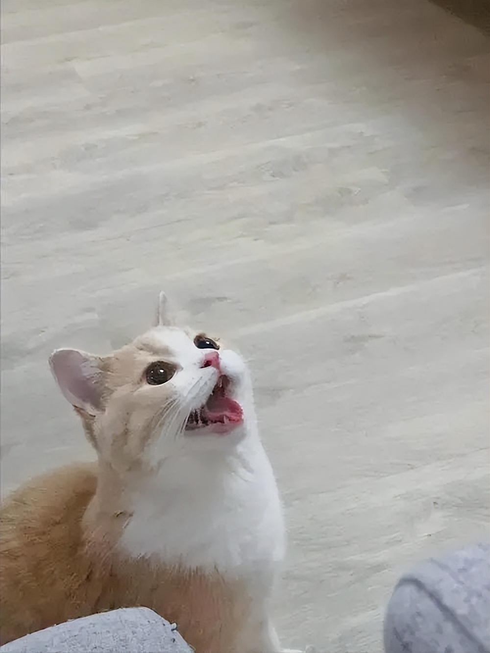 猫咪突然粘人张嘴喘气,猫咪像狗一样张嘴喘气是什么问题