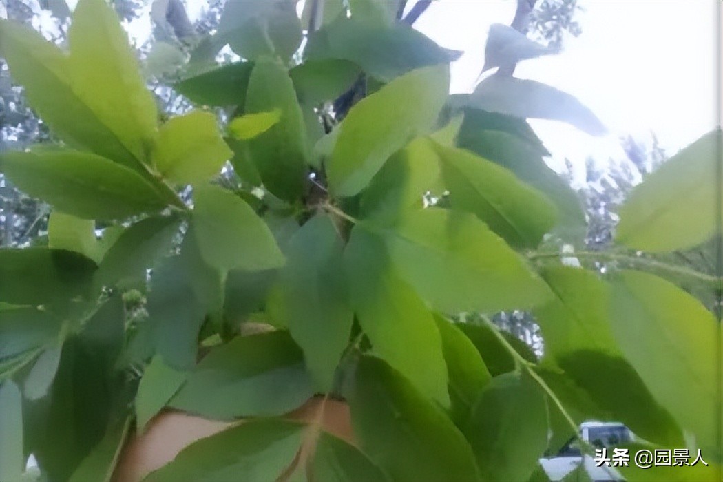 标杆房企园林景观工序,最新热销地产项目景观设计全解密