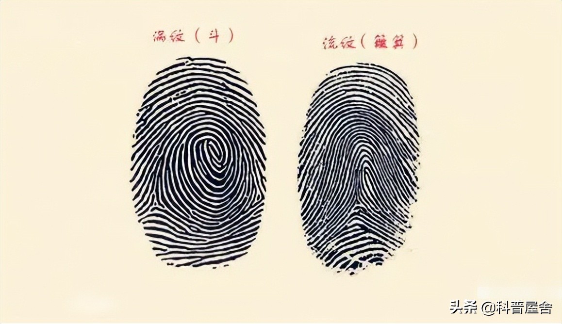 中科院发现指纹斗与簸箕的奥秘,指纹除了簸箕和斗还有一种叫什么