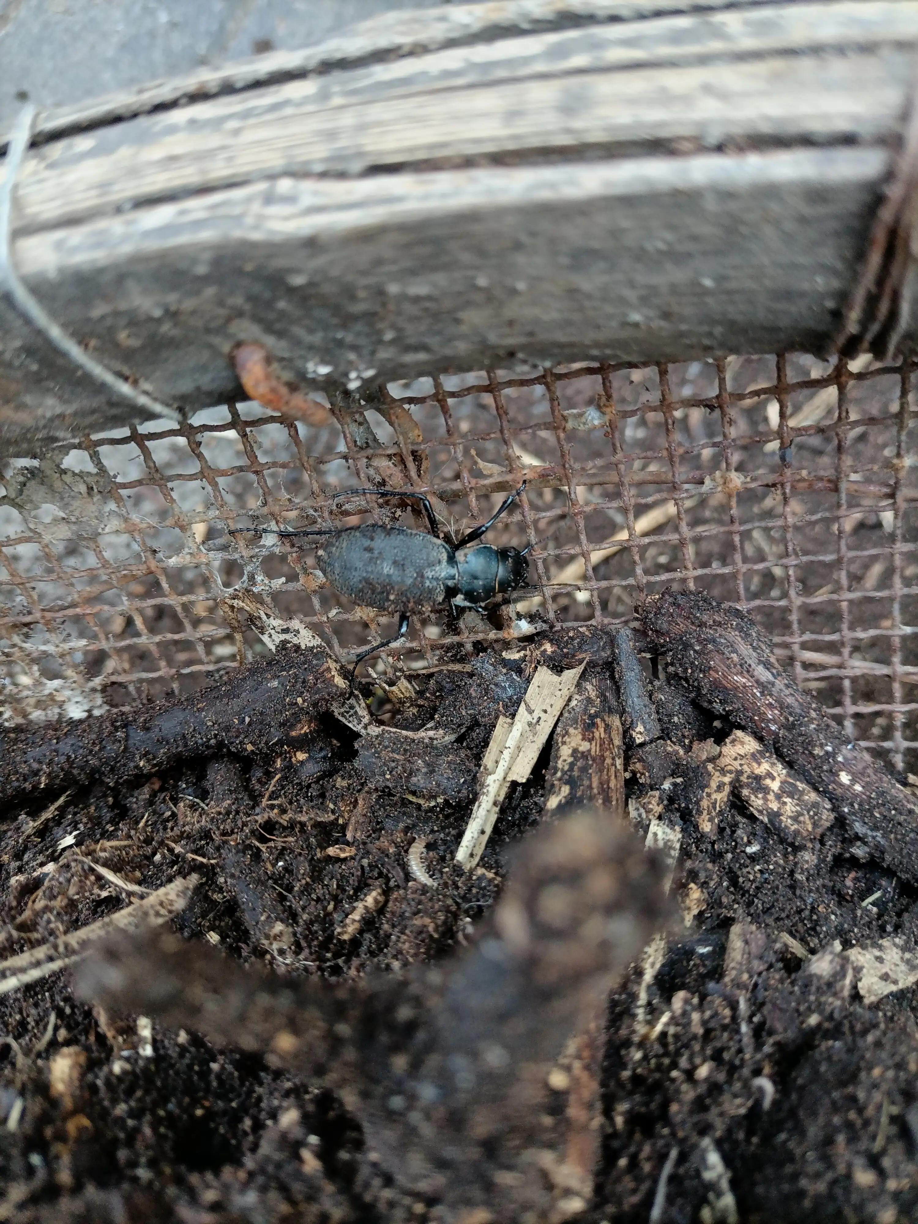 腐烂的木头能种什么花,腐烂的木头可以种植蓝莓吗