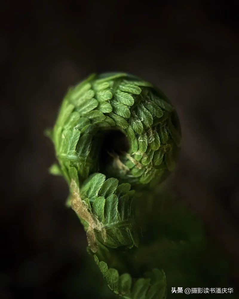 2020ippa摄影大赛获奖作品,ippa手机摄影大赛金奖