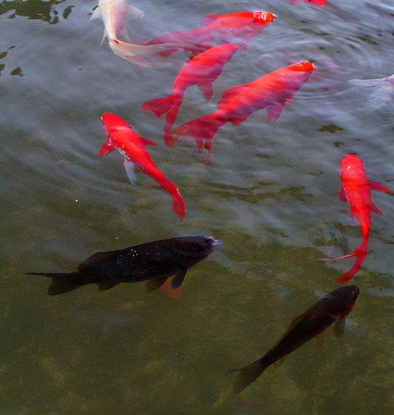 小溪哗啦哗啦的流着改为拟人句,小溪可以改为拟人句