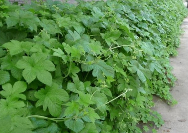 春天花园施什么肥,春天花园除虫