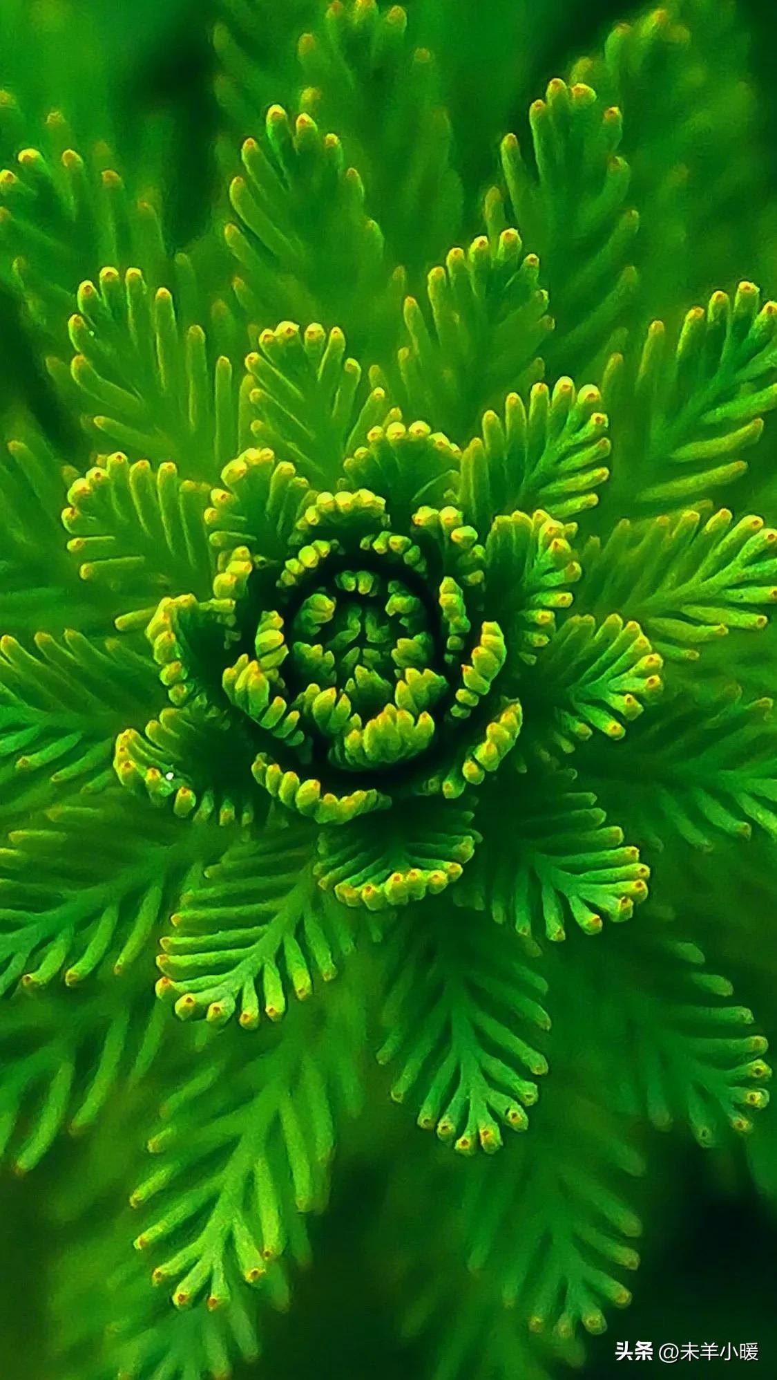 最美的手机壁纸大全,养眼养心的壁纸