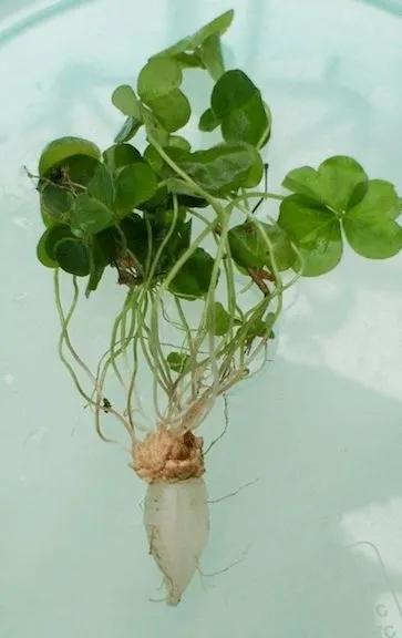 儿时的回忆斗鸡,童年的回忆骑牛视频