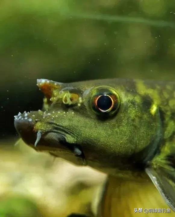 神秘“怪鱼”东方墨头鱼重新现身，曾被怀疑已经绝迹，网友：喜事