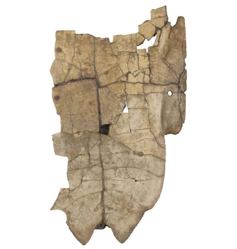 这一“冷门”专业再获热议！八部门联合启动实施，山东大学已在全国率先开设