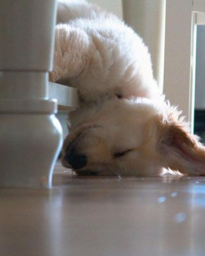 一身反骨的狗狗也有温柔的一面,天生反骨狗狗