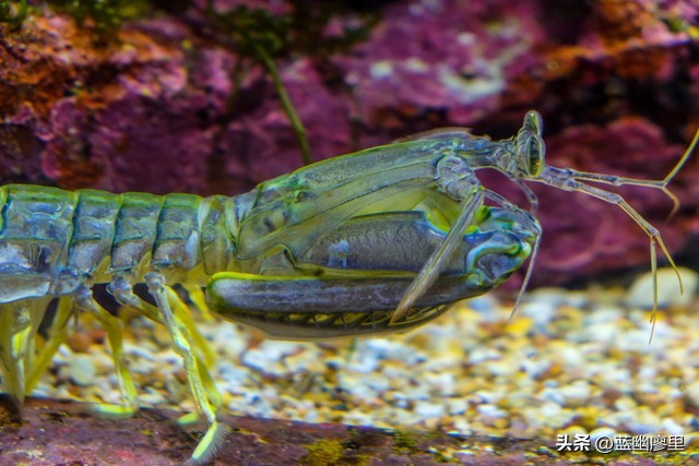 看到虾为什么怕虫子,蚯蚓可以避虾吗