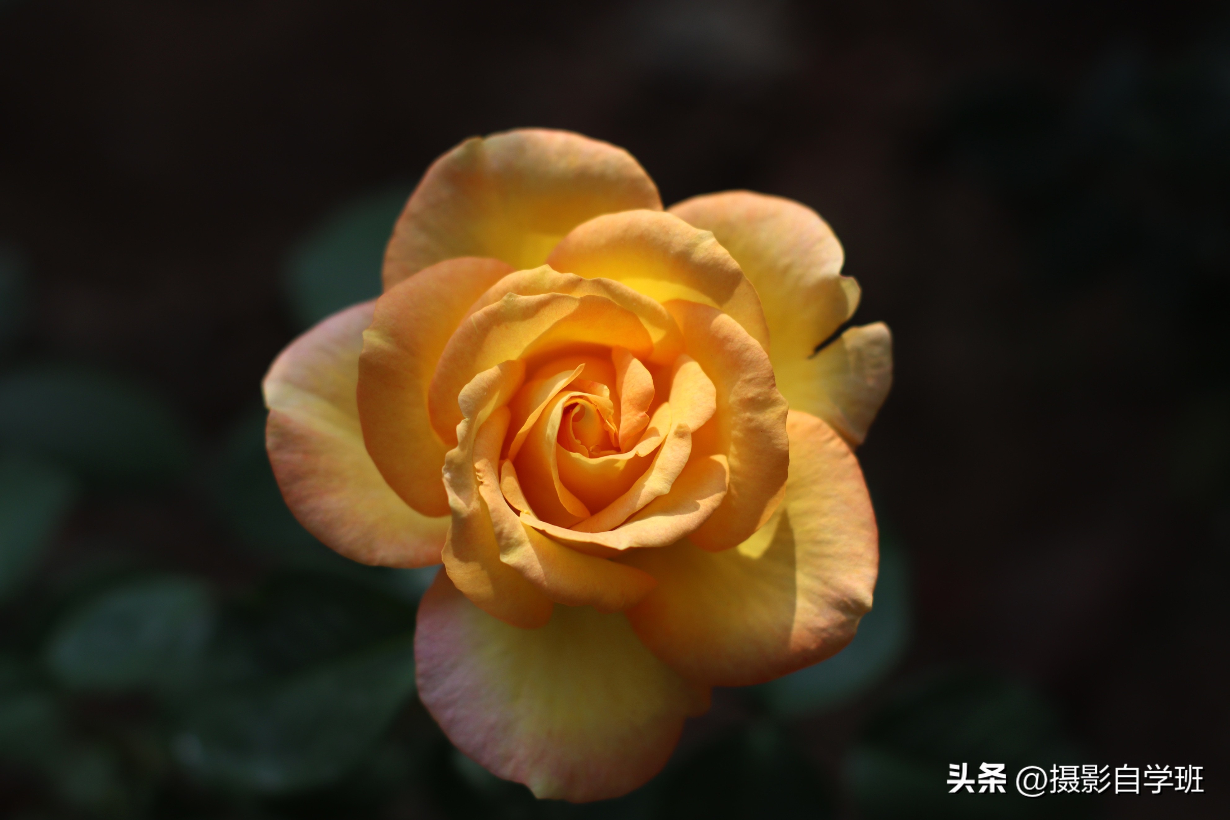6月份月季什么情况打花苞,6月份的月季花