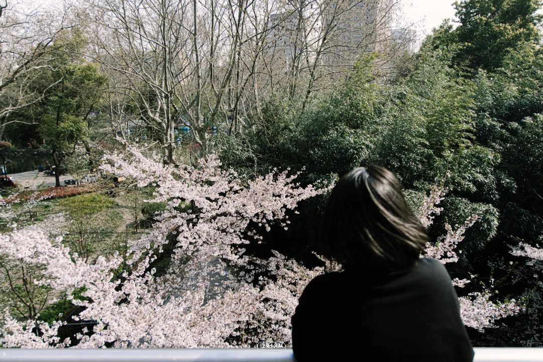 樱花最佳季节,樱花最盛开的时候