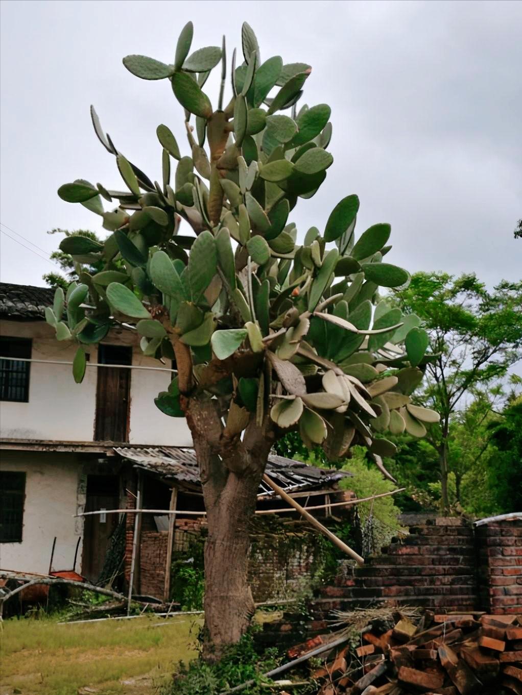 仙人掌长成火龙果球,仙人掌长出火龙果过程
