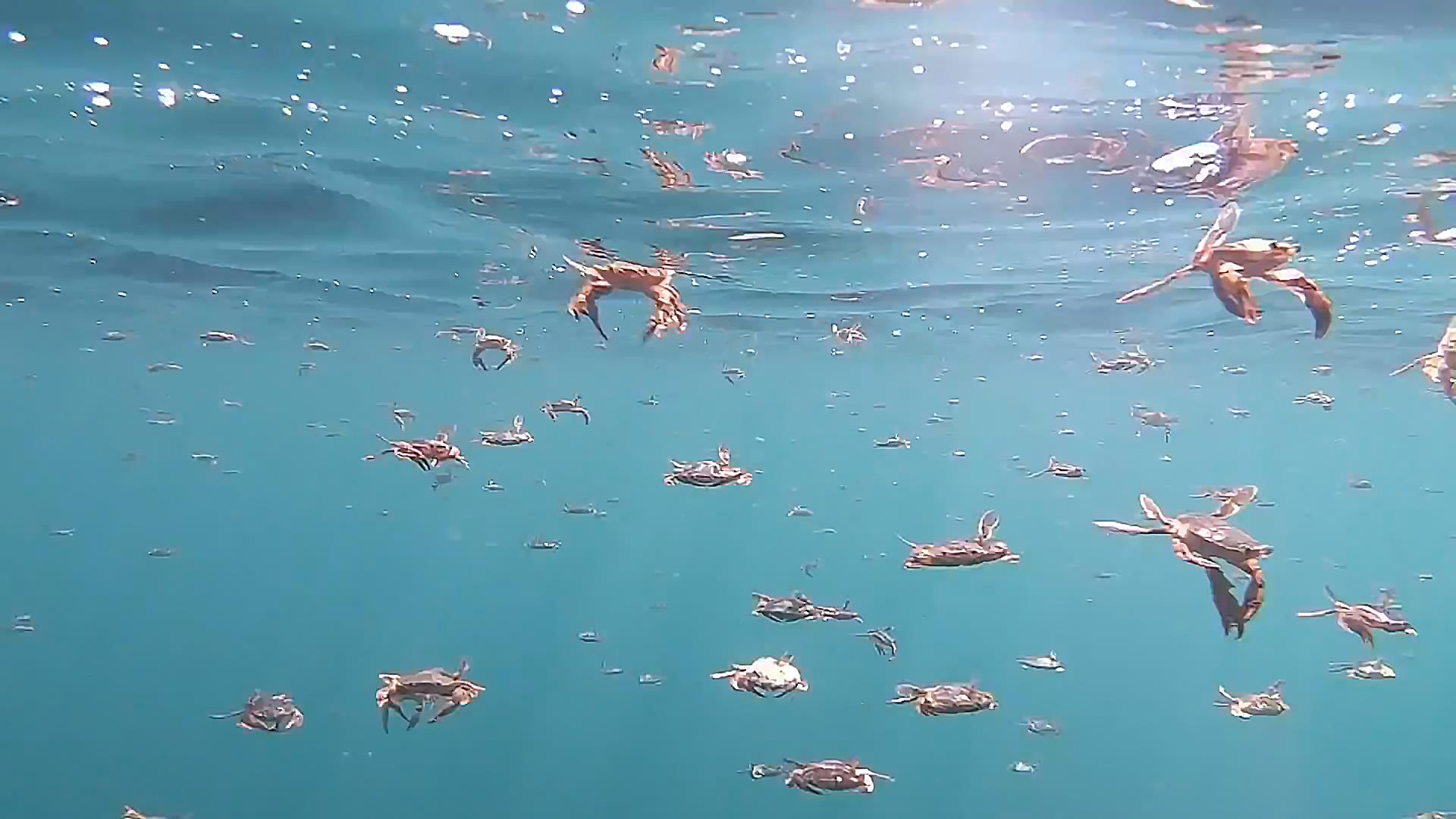 水母无法在冬天存活,水母不动了还能活吗