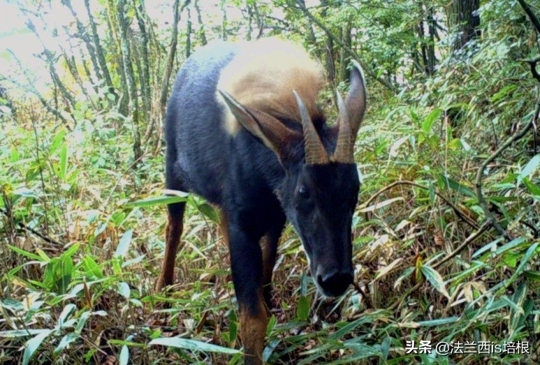 罕见的天马,罕见动物神兽