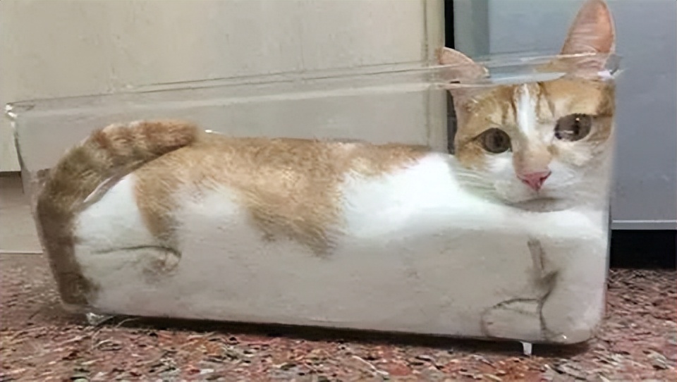 没养过猫的你知道猫咪的小秘密吗 (养猫人必须要知道的猫咪知识)