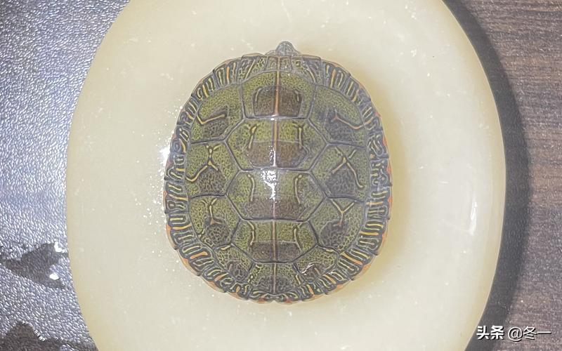 新手养龟的基本知识,入门养龟用什么龟缸