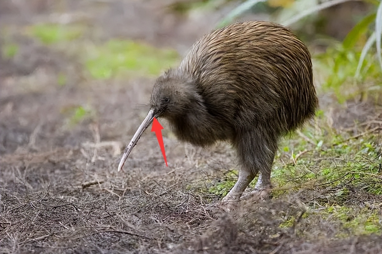 鸟翅膀退化,鸟退化了翅膀