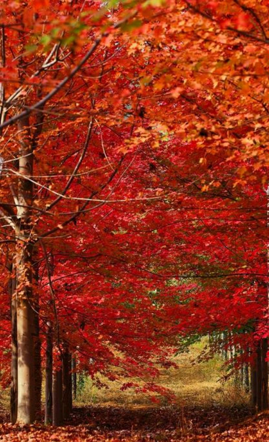 散文：金秋如诗，时光简静，人到中年，流年染香