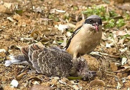 屠夫伯劳小说,伯劳屠夫鸟视频