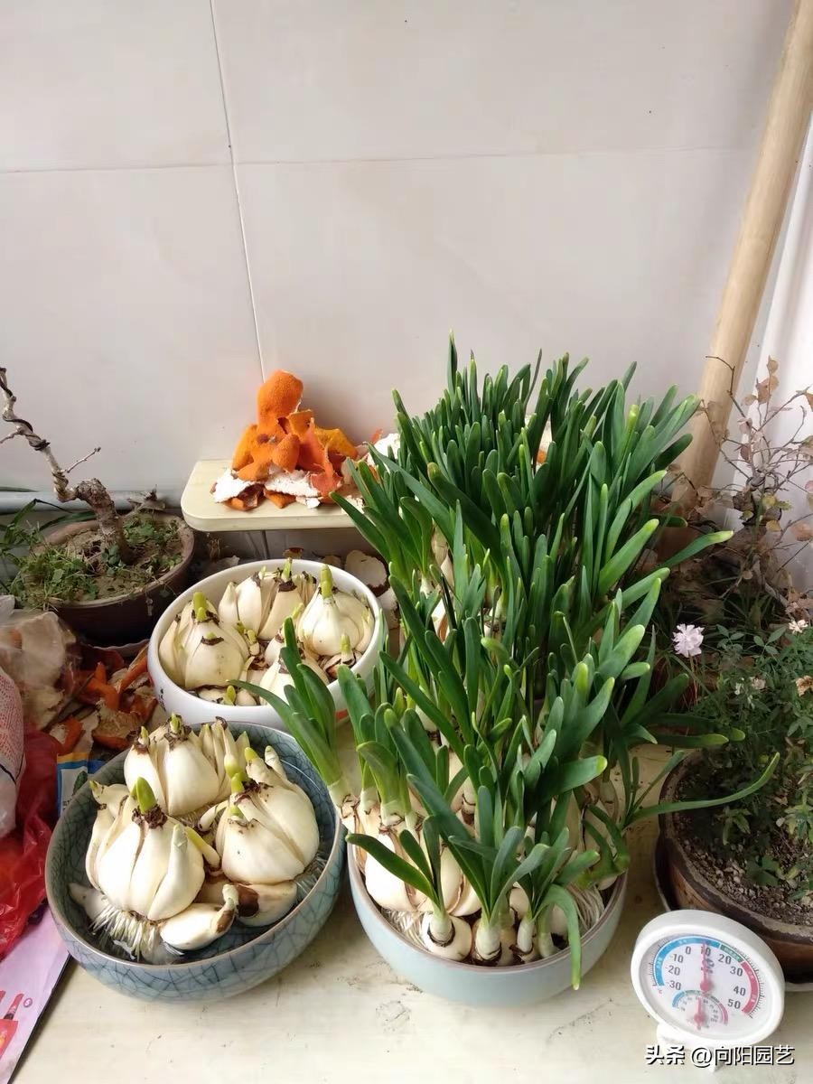 水培水仙没开花改土培水仙,水仙土栽和水培哪个开花早