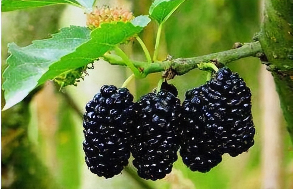 保护胃黏膜和肠道粘膜的食物,食物保护胃粘膜