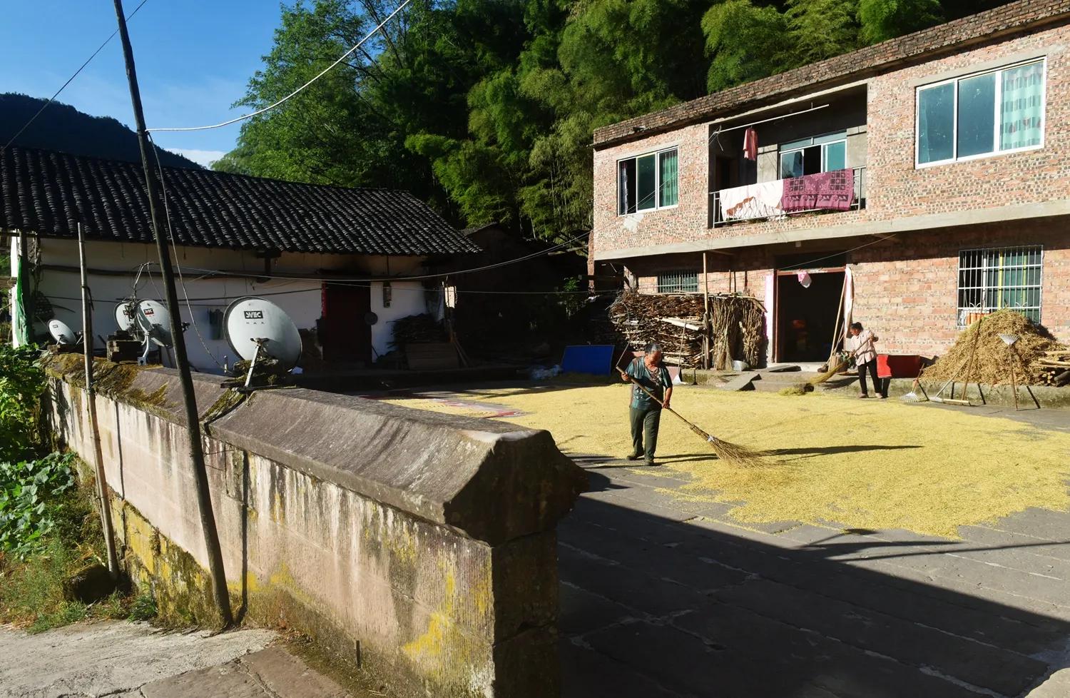 稻菽飘香各地丰收忙,稻菽飘香图片