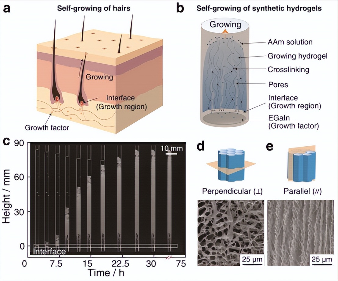 advmater怎么样,adv水凝胶效果怎么样