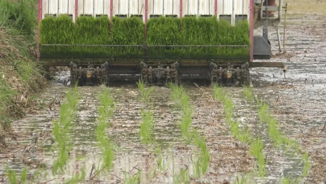 为什么说季节已到抓紧种稻,季节到了地里又开始忙了