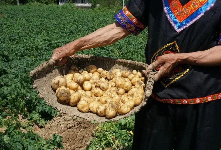 哪个地方的土豆最好吃,什么地方的土豆最出名最好吃